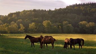 horses in the meadow at sunrise