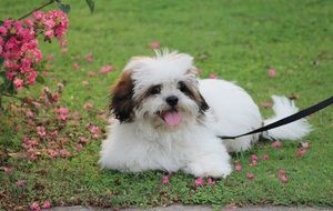 Cute lhasa apso puppy resting