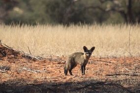 Desert Fox in a natural environment