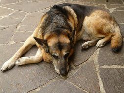portrait of the dog is lying on the stone floor