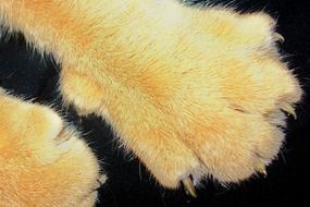 ginger Cat Paw macro