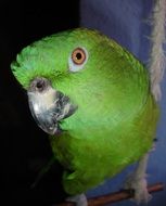 portrait of green Amazone Parrot with yellow eye