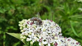 gray bee on white flowers