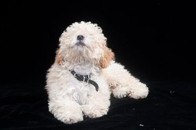 white poodle on a black background