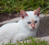 white cat with pink ears