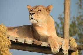 lioness is resting in the savannah