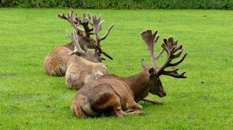 horned deer