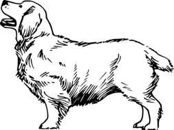 wonderful Fur Breed dog drawing