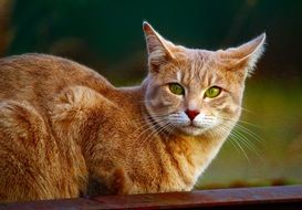 red cat with beautiful green eyes