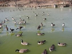 huge variety of ducks on the lake