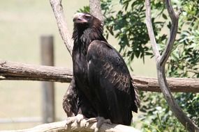 perched pride raptor
