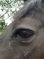 Closeup photo of horse's eye