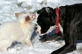 playful Boxer and Chihuahua Dogs