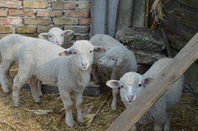 picture of the domestic Lamb Sheep on a farm