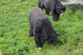 Spectacled black bears in nature