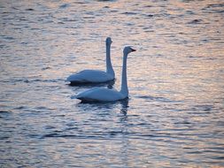 swans swim in the pond at dusk