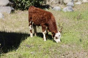 the calf grazes on the green grass