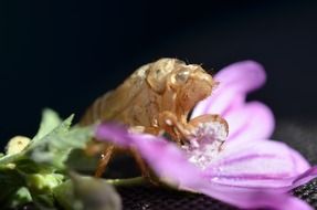 insect on purple flower closeup