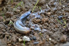 Mollusk on a dirt
