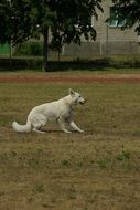 Swiss Shepherd Dog