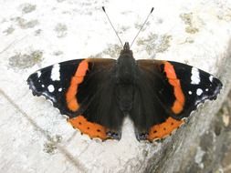 Black Orange Butterfly