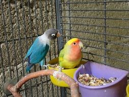 parrots near the feeders in a cage