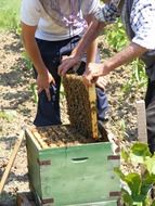 men near the beehive in the garden