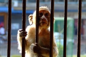 picture of the Encaged Monkey