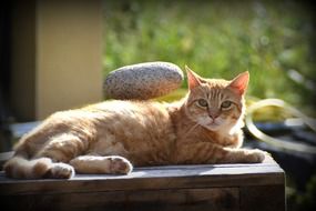 the cat lies on the nightstand