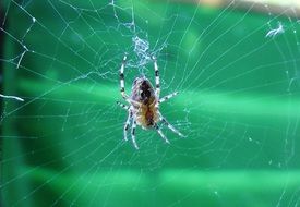 spider on a web close-up on blurred background