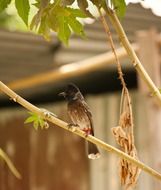 Picture of Bulbul Bird