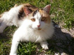 Cat Cute Animal