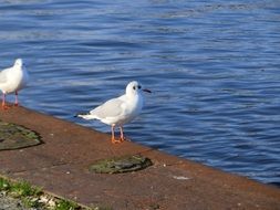 seagull on the embankment