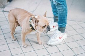 dog near man's feet