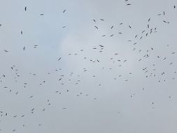 flock of cranes in the cloudy sky