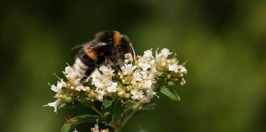 bumblebee on the summer flower