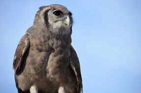 bird against the blue sky