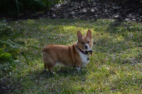 corgi dog in summer park