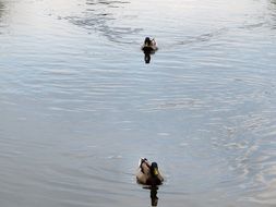 pretty and cute Ducks