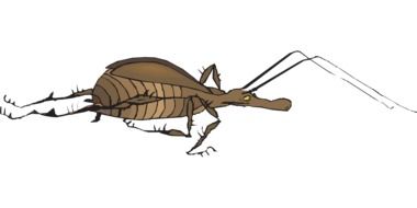 insect with antennas as a graphic illustration