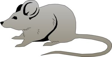 Picture of grey mouse