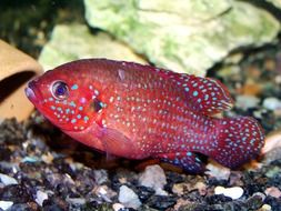 spotted tropical fish