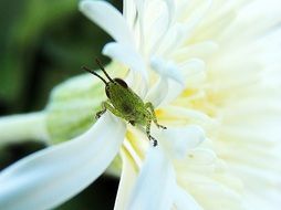 Grasshopper on the white flower in the garden