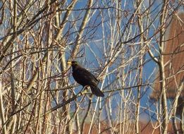 black bird sits on an autumn bush