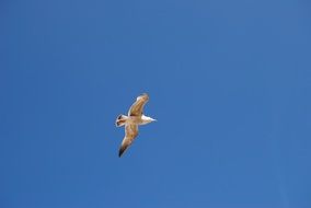 white bird in blue sky