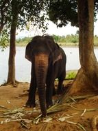 baby elephant eating leaves