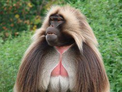 beautiful long-haired monkey in the jungle