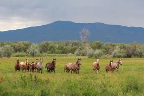 Horses Wild