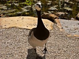 black and white duck in the yard