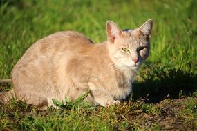 pale red domestic cat
